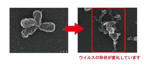 ウイルスの形状が変化する図