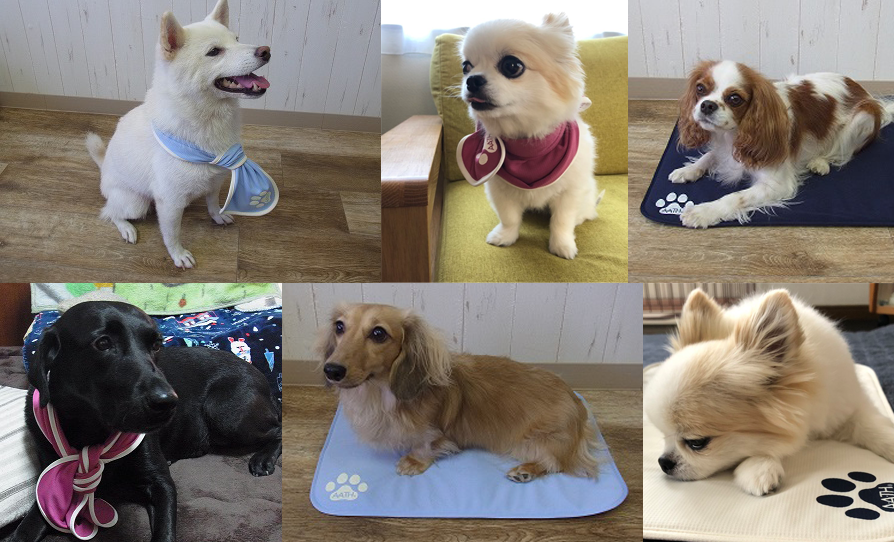 AATH for Dogs