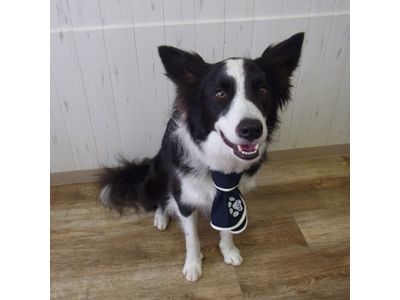 ボーダーコリー　ネイビー着用