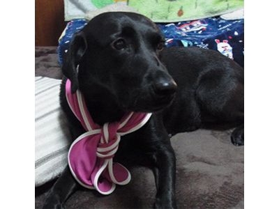 ラブラドール　マゼンタ着用