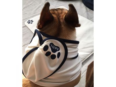 フレンチブルドッグ　クリーム着用