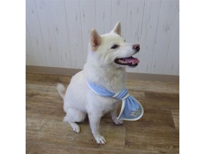 柴犬　サックス着用