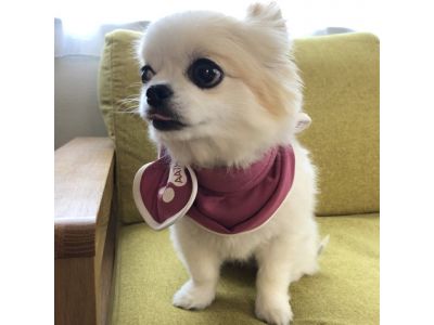 チワワ　マゼンタ着用