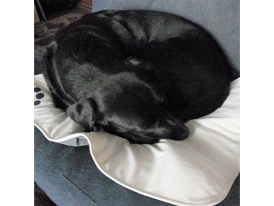 ラブラドール使用画像