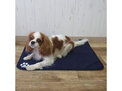 キャバリア使用画像