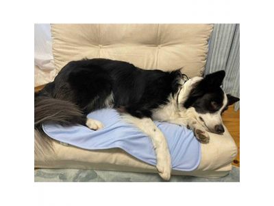 ボーダーコリー使用画像