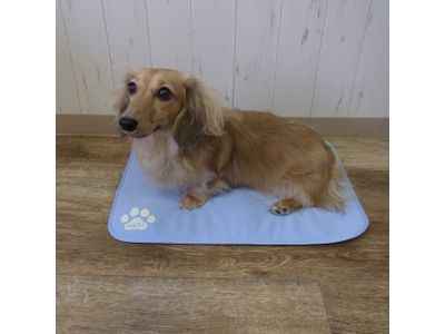 ダックス使用画像