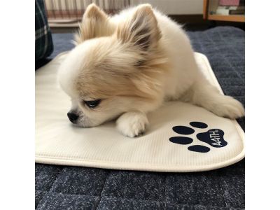 チワワ使用画像1