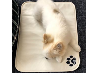 チワワ使用画像2