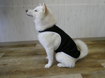 柴犬　009（ブラック）着用