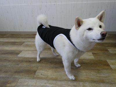 柴犬　009（ブラック）着用