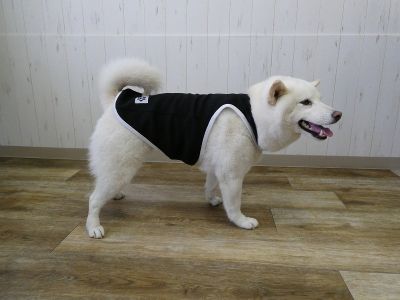 柴犬　009（ブラック）着用