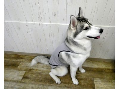 シベリアンハスキー　004（グレー）着用