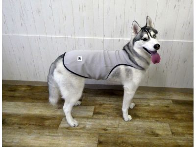 シベリアンハスキー　004（グレー）着用