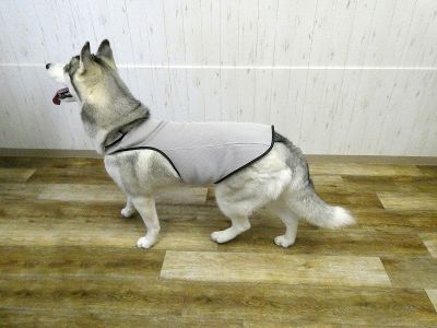 シベリアンハスキー　004（グレー）着用