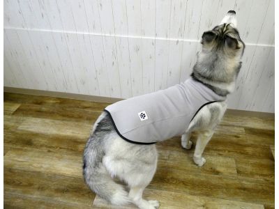 シベリアンハスキー　004（グレー）着用