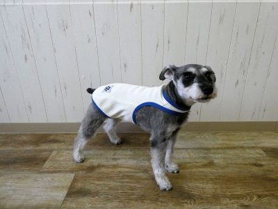 ミニチュアシュナウザー　180（クリーム）着用