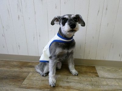 ミニチュアシュナウザー　180（クリーム）着用