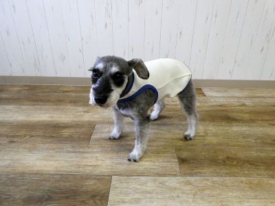 ミニチュアシュナウザー　180（クリーム）着用