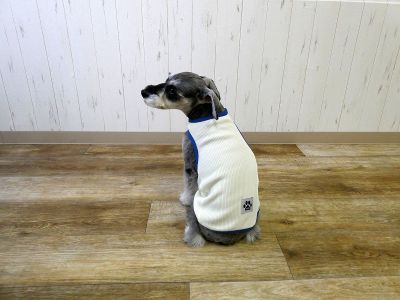 ミニチュアシュナウザー　180（クリーム）着用