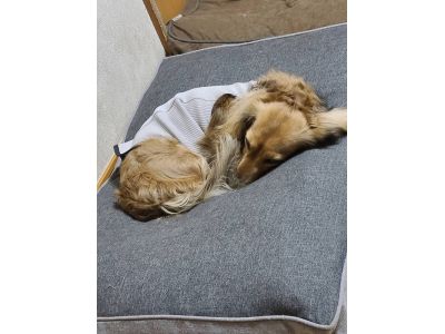 ミニチュアダックスフンド　004（グレー）着用