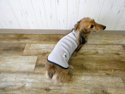 ミニチュアダックスフンド　004（グレー）着用