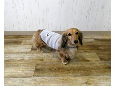 ミニチュアダックスフンド　004（グレー）着用