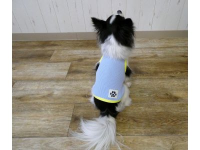 チワワ　サックス（691）着用