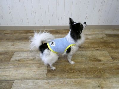 チワワ　サックス（691）着用