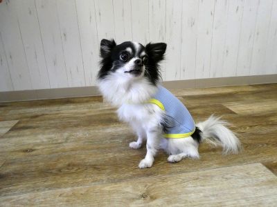 チワワ　サックス（691）着用