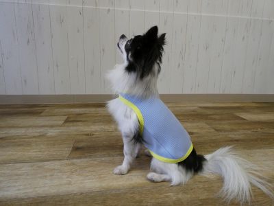 チワワ　サックス（691）着用